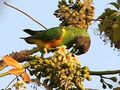 Senegal Parrot