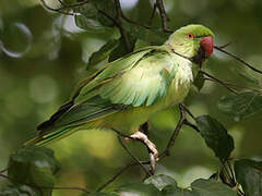 Rose-ringed Parakeet