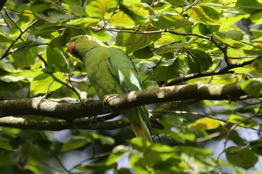 Rose-ringed Parakeet