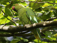 Rose-ringed Parakeet