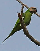 Red-breasted Parakeet