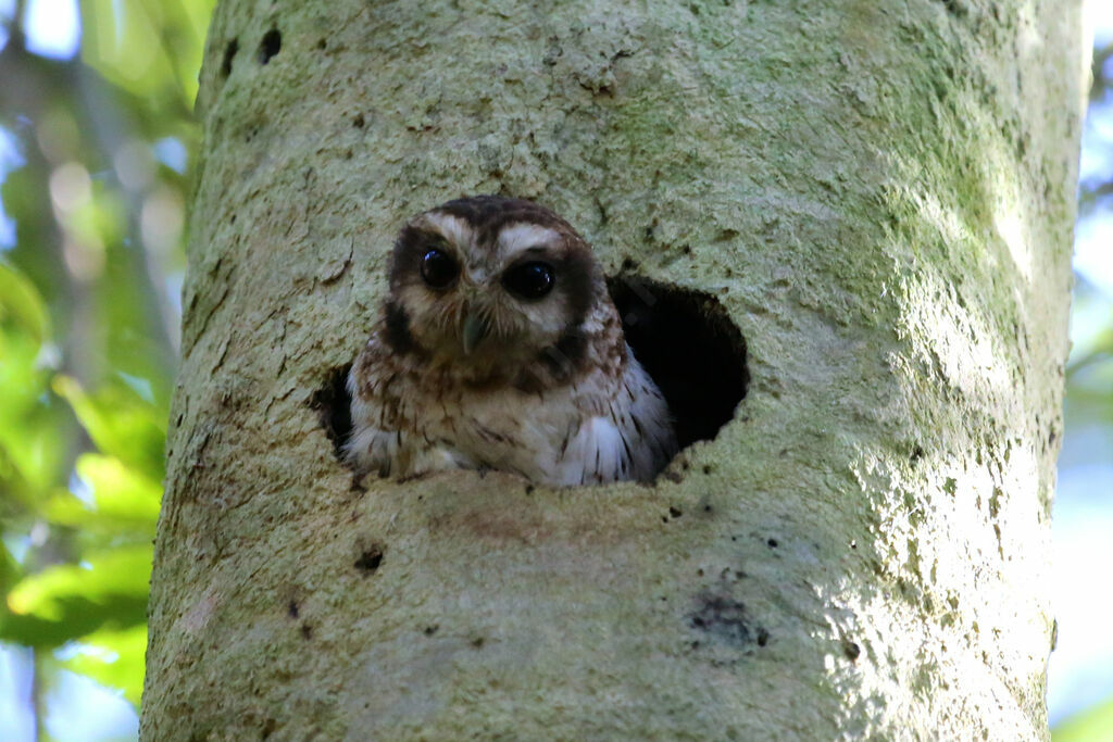 Bare-legged Owl