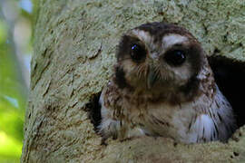 Bare-legged Owl