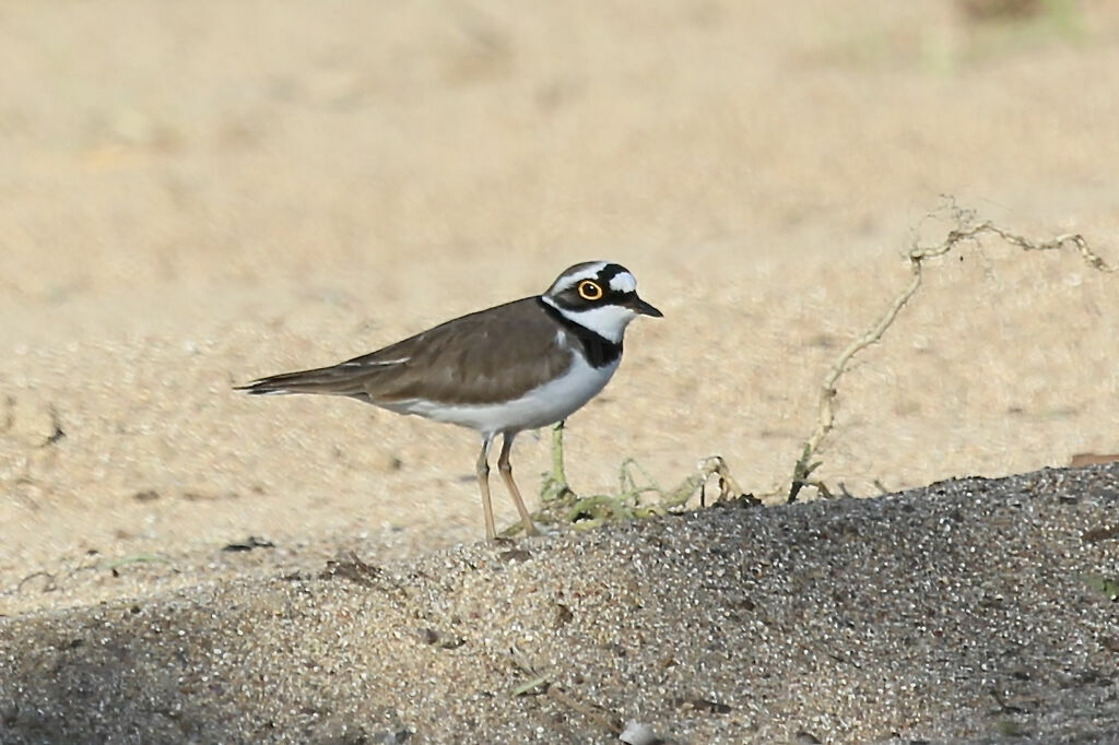 Little Ringed Plover