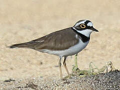 Little Ringed Plover