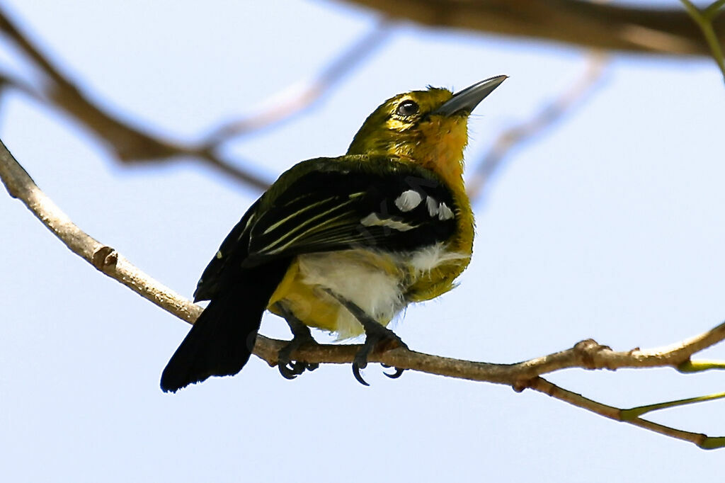 Common Iora