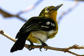Common Iora