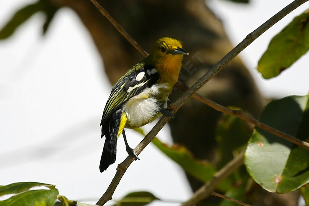 Common Iora