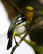 Common Iora