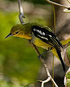 Common Iora