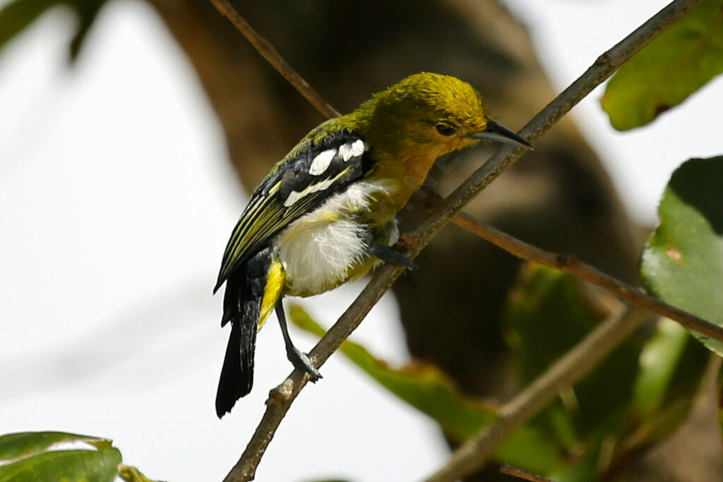 Common Iora