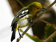 Common Iora