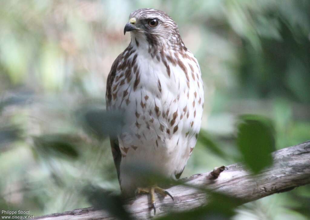 Broad-winged Hawkjuvenile, identification