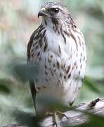 Broad-winged Hawk