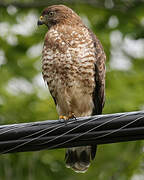 Broad-winged Hawk