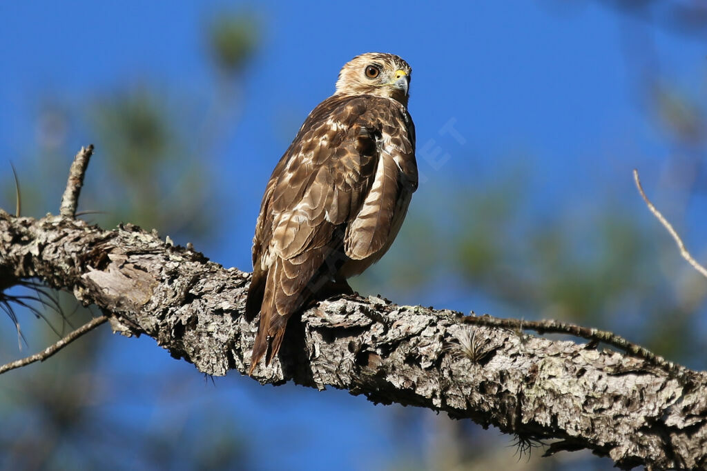 Broad-winged Hawk