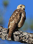 Broad-winged Hawk