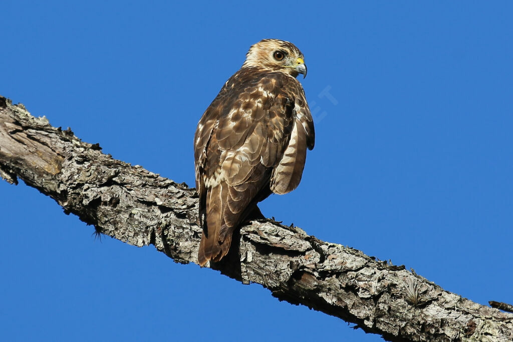 Broad-winged Hawk