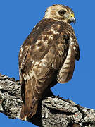 Broad-winged Hawk