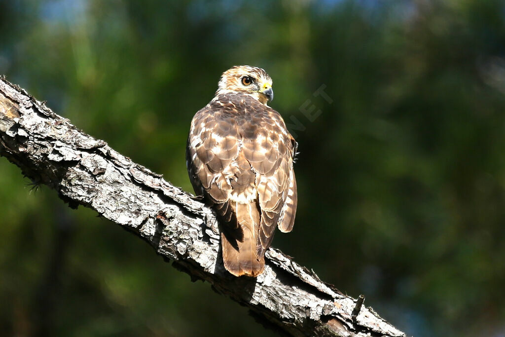 Broad-winged Hawk