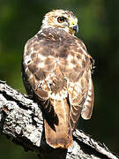 Broad-winged Hawk