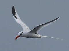 Red-billed Tropicbird