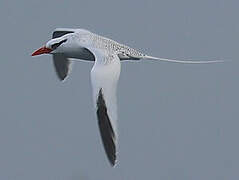 Red-billed Tropicbird