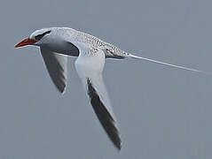 Red-billed Tropicbird