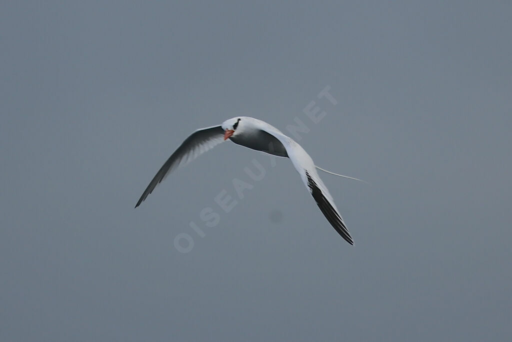 Red-billed Tropicbird