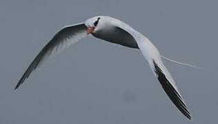 Red-billed Tropicbird