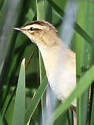 Sedge Warbler