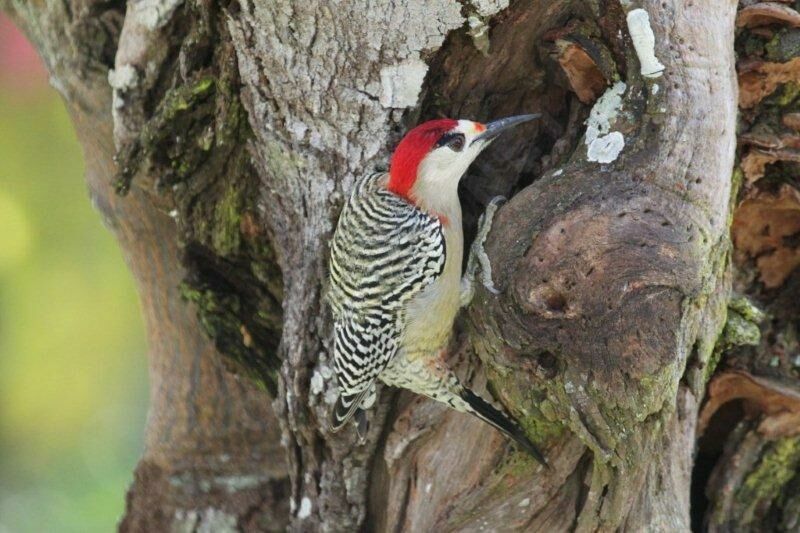 West Indian Woodpecker