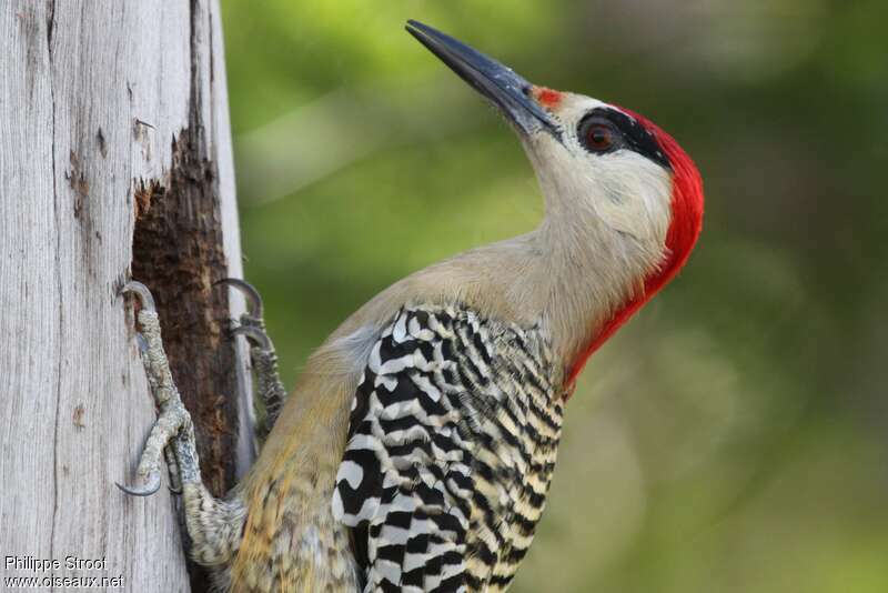 West Indian Woodpecker male adult, aspect