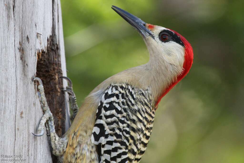 West Indian Woodpecker male adult, aspect