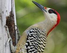 West Indian Woodpecker