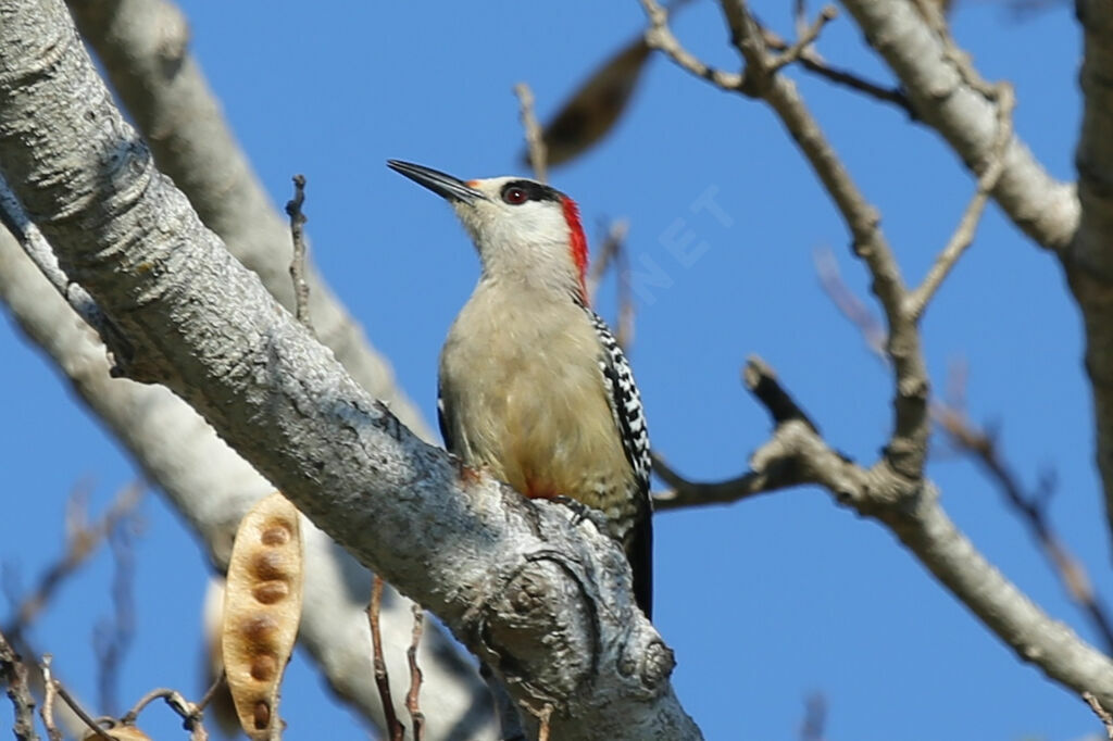 West Indian Woodpecker