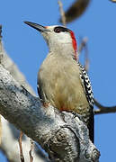 West Indian Woodpecker