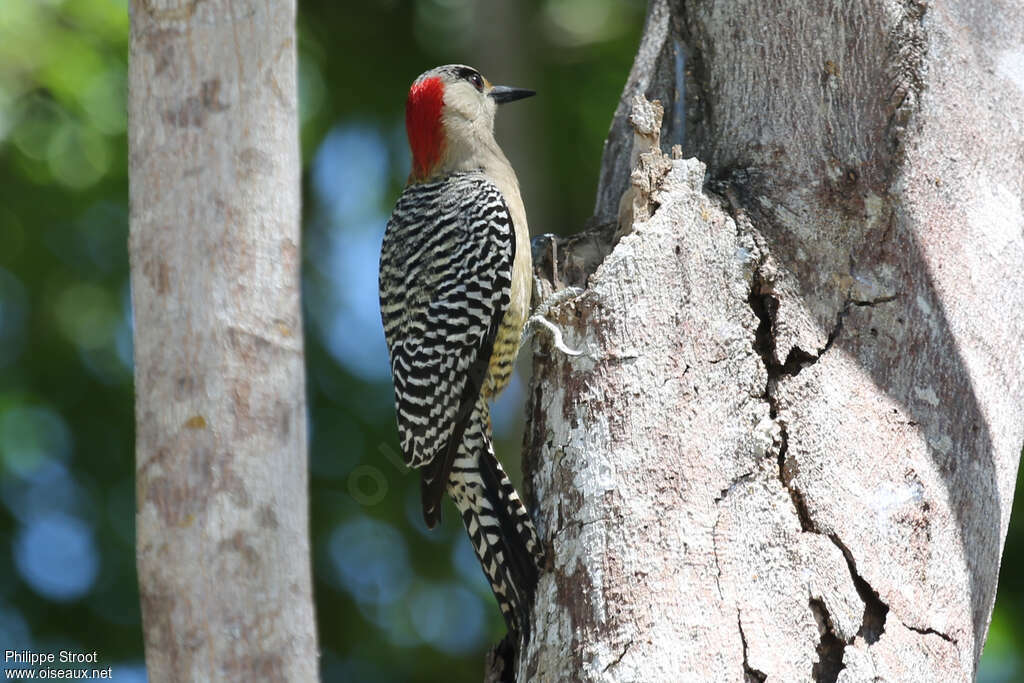 West Indian Woodpecker female adult, identification