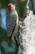 West Indian Woodpecker