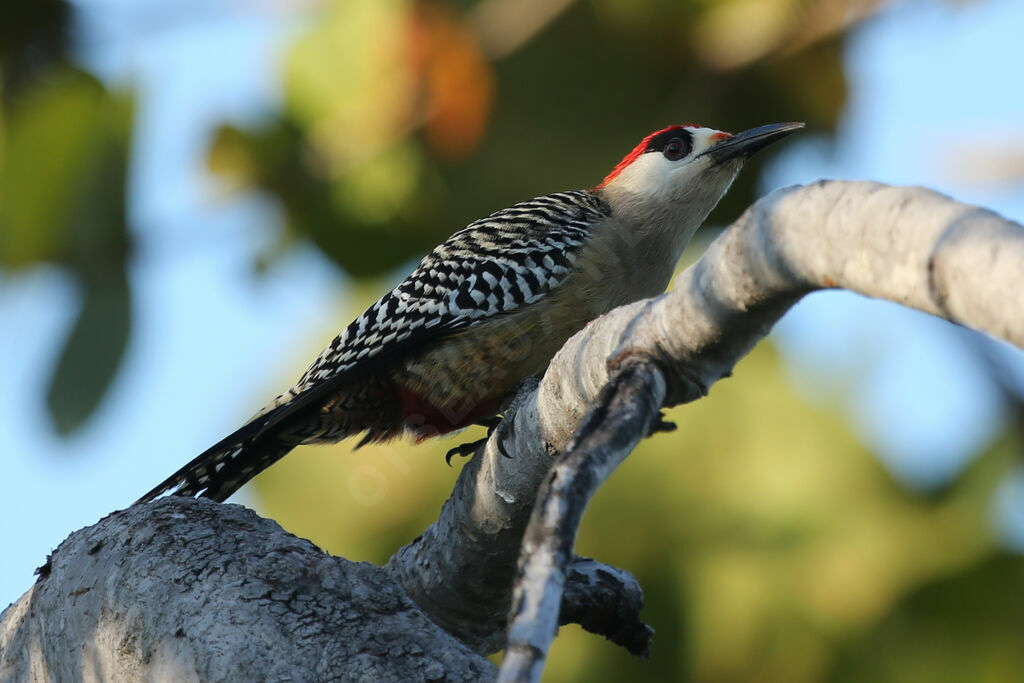 West Indian Woodpecker