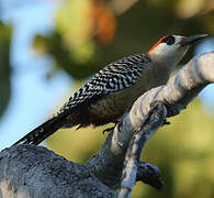 West Indian Woodpecker