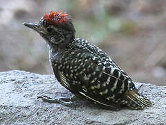 Cardinal Woodpecker