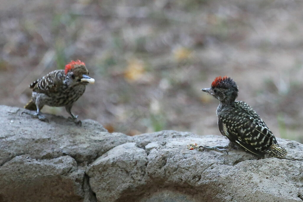 Cardinal WoodpeckerPoussin