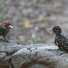 Pic cardinal