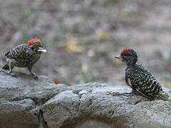 Cardinal Woodpecker