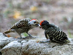 Cardinal Woodpecker
