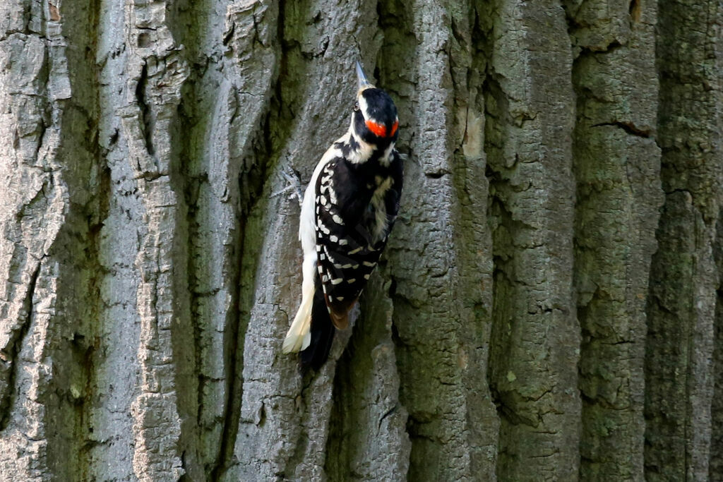 Hairy Woodpecker