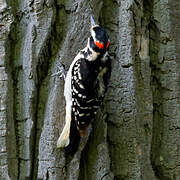 Hairy Woodpecker