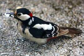 Great Spotted Woodpecker