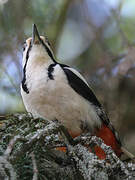 Great Spotted Woodpecker